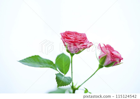 Bright pink rose flowers Bright pink rose flowers 115124542