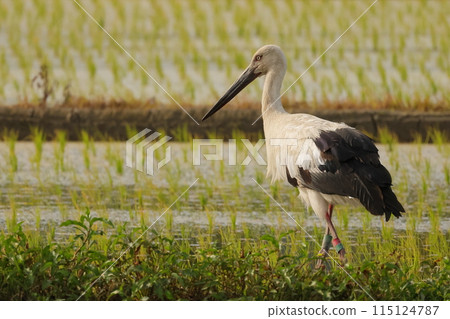 一隻鸛在稻田裡覓食 一隻鸛在稻田裡覓食 115124787