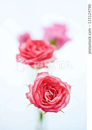 明亮的粉紅色玫瑰花 明亮的粉紅色玫瑰花 115124790