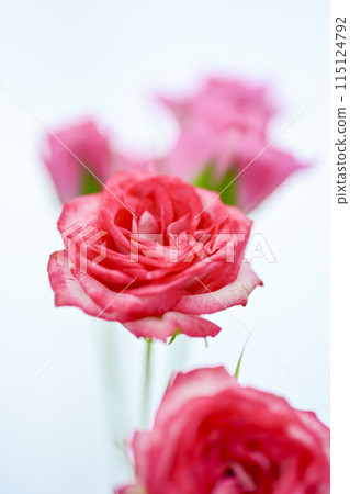 明亮的粉紅色玫瑰花 115124792