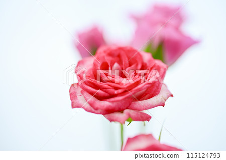 明亮的粉紅色玫瑰花 115124793