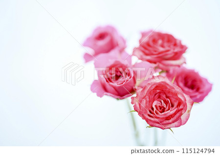 明亮的粉紅色玫瑰花 明亮的粉紅色玫瑰花 115124794