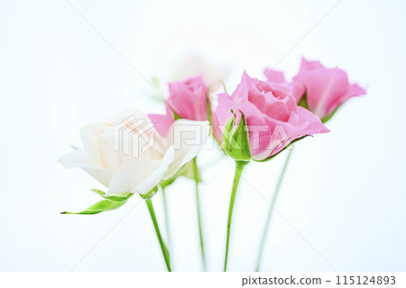 明亮的白色和粉紅色玫瑰 115124893