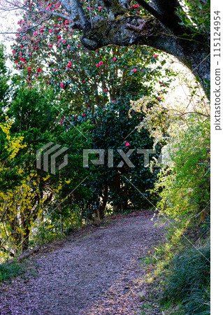 早晨的花見山公園，山茶花盛開的小路，福島縣 115124954