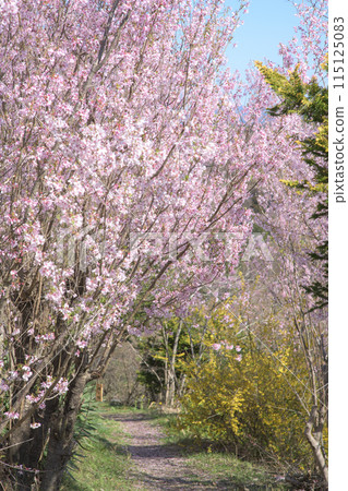 福島縣花見山公園的早晨，彼岸櫻花盛開 115125083