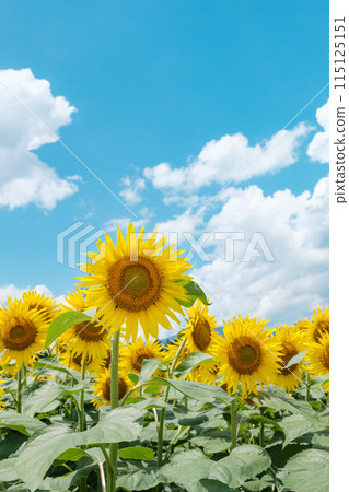 sunflower	 115125151