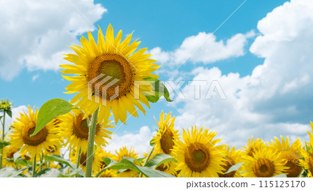 sunflower sunflower 115125170
