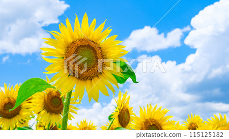向日葵 115125182