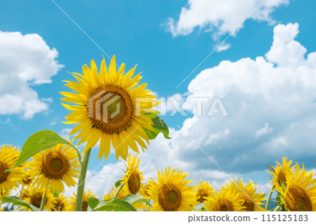 sunflower sunflower 115125183