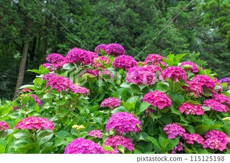 Beautiful red hydrangea flowers that stand out in the natural forest (copy space material) Beautiful red hydrangea flowers that stand out in the natural forest (copy space material) 115125198