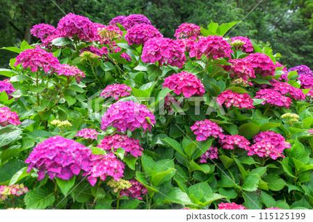 Beautiful red hydrangea flowers that stand out in the natural forest (copy space material) Beautiful red hydrangea flowers that stand out in the natural forest (copy space material) 115125199