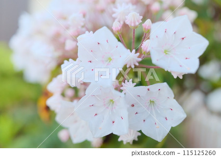 A close-up of a Rhododendron edulis A close-up of a Rhododendron edulis 115125260