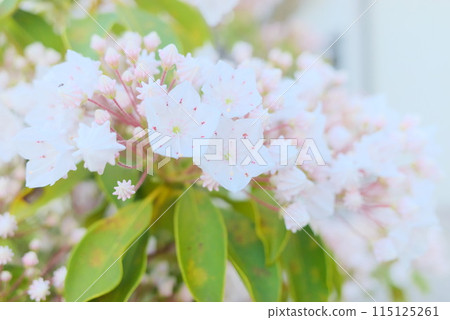 A close-up of a Rhododendron edulis A close-up of a Rhododendron edulis 115125261