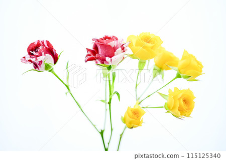 Bright red and yellow roses Bright red and yellow roses 115125340
