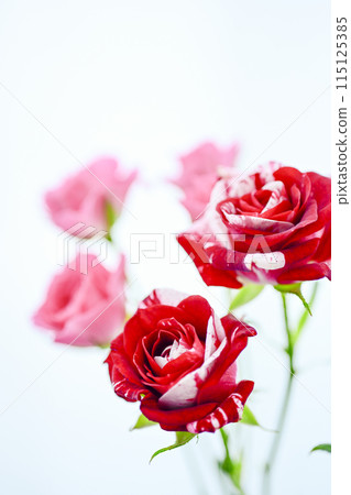 Red roses 115125385