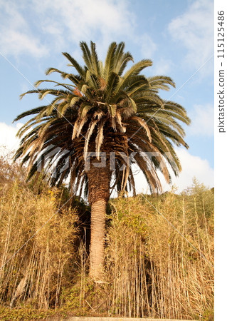 Palm trees on Umashima Island in the Kurushima Strait 115125486