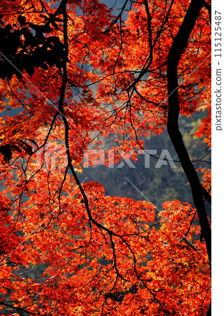 Maple trees at Ishiori Shrine in Tamagawa, Imabari City 115125487
