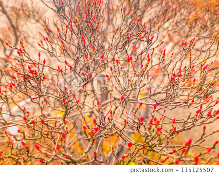 冬天的紅芽 冬天的紅芽 115125507