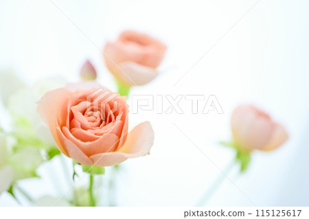 Bright orange rose flowers Bright orange rose flowers 115125617
