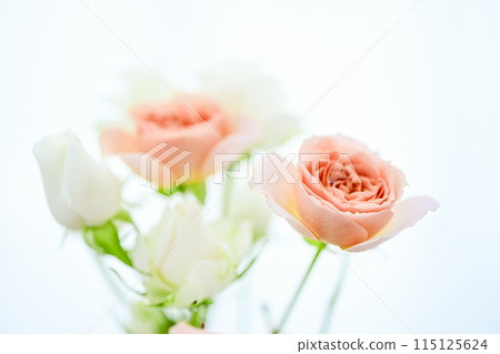 Bright orange rose flowers 115125624