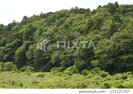 Spring in Yatsu 115125707