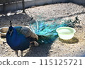Male peacock with his tail folded 115125721