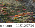 Carp of a pond 115125739