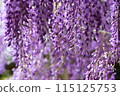 Wisteria flowers in full bloom 115125753