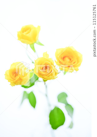 明亮的黃色玫瑰 115125761