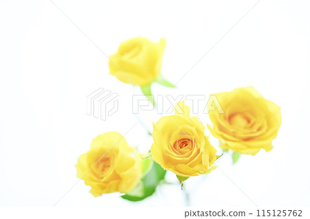 bright yellow roses bright yellow roses 115125762