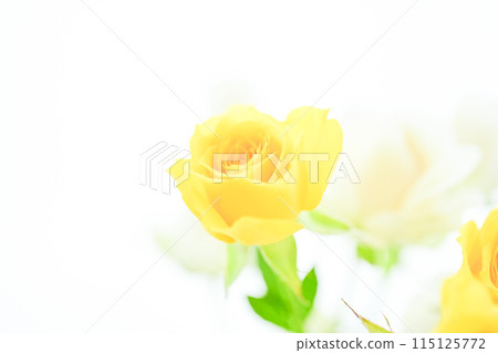 bright yellow roses 115125772
