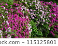 Spring Azalea 115125801