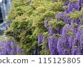 Wisteria flowers in full bloom 115125805