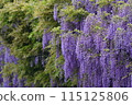 Wisteria flowers in full bloom 115125806