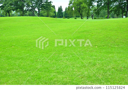 初夏的綠色高爾夫球場，空蕩蕩的綠色 115125824