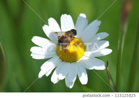 蜜蜂被困在鮮花中 蜜蜂被困在鮮花中 115125825