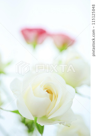 明亮的白色和粉紅色玫瑰 明亮的白色和粉紅色玫瑰 115125848