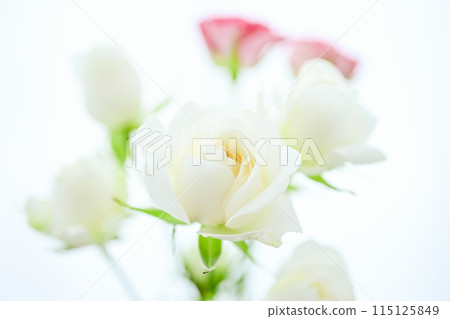 明亮的白色和粉紅色玫瑰 115125849