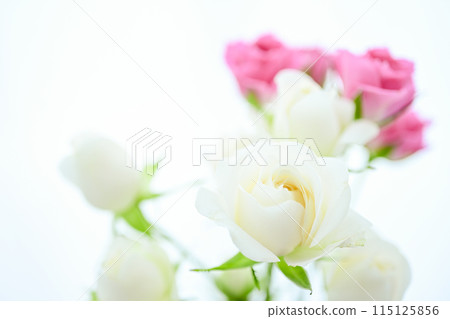 明亮的白色和粉紅色玫瑰 明亮的白色和粉紅色玫瑰 115125856