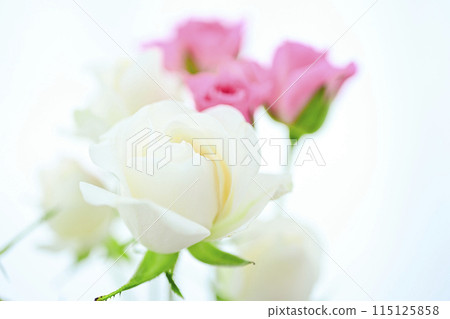 明亮的白色和粉紅色玫瑰 115125858