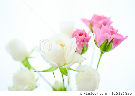 明亮的白色和粉紅色玫瑰 115125859