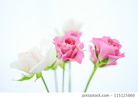 明亮的白色和粉紅色玫瑰 115125860