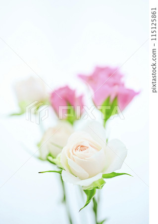 明亮的白色和粉紅色玫瑰 115125861