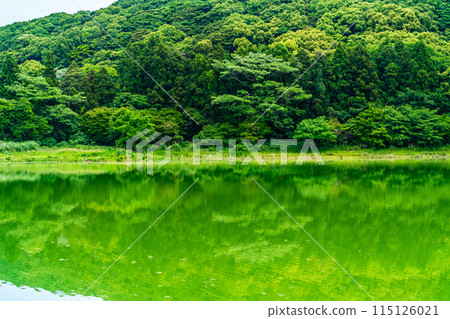 Fresh green Suwa pond [Unzen City, Nagasaki Prefecture] 115126021