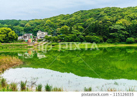 Fresh green Suwa pond [Unzen City, Nagasaki Prefecture] 115126035