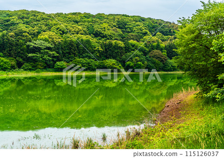 Fresh green Suwa pond [Unzen City, Nagasaki Prefecture] 115126037