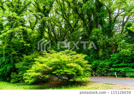 Fresh green Suwa pond [Unzen City, Nagasaki Prefecture] 115126039