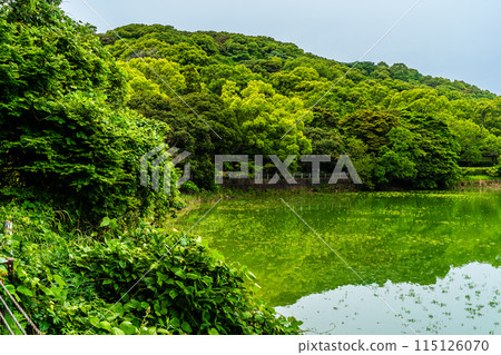 Fresh green Suwa pond [Unzen City, Nagasaki Prefecture] 115126070