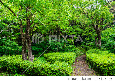 Fresh green Suwa pond [Unzen City, Nagasaki Prefecture] 115126086