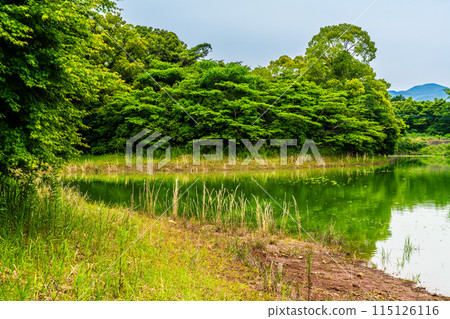 Fresh green Suwa pond [Unzen City, Nagasaki Prefecture] 115126116